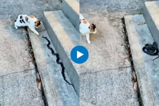 Viral Video