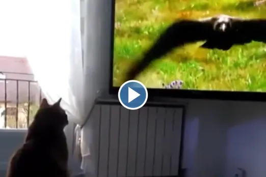 Viral video