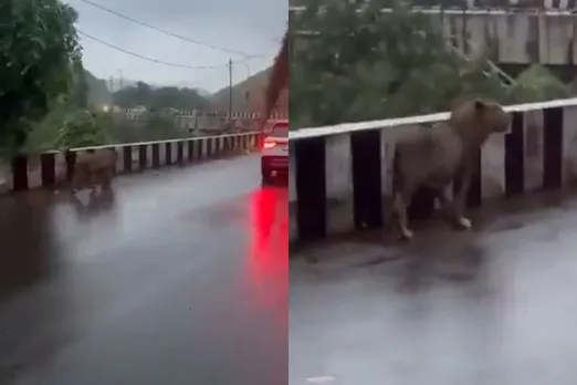 Animal viral video