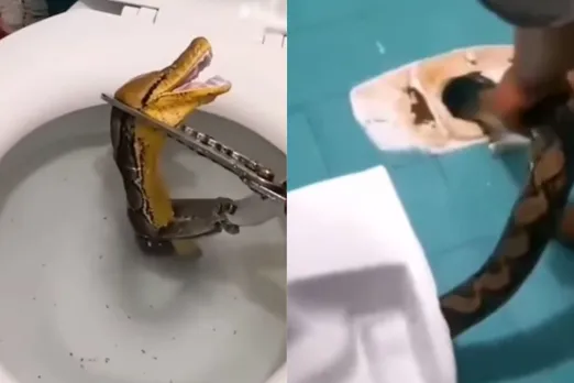 Viral Animal Video