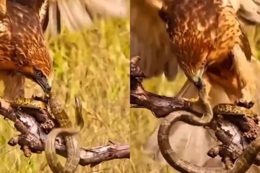 Animal Viral Video