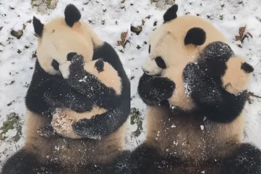 Viral Animal Video