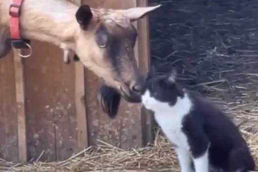 Animal Viral Video