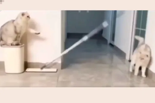 Animal Viral Video