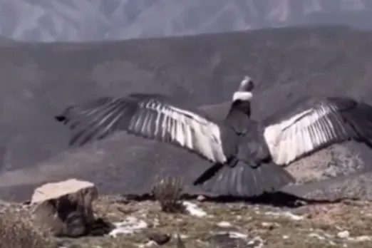 Viral Animal Video