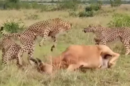 Viral Animal Video