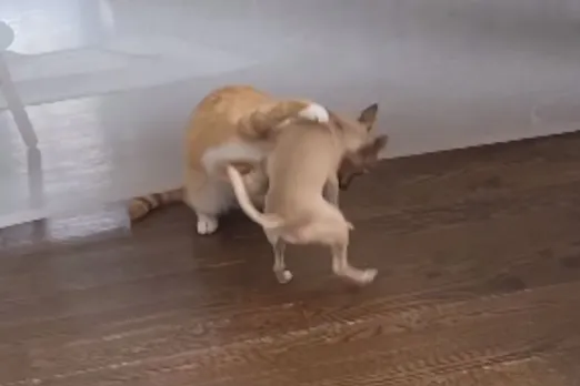 Viral Animal Video
