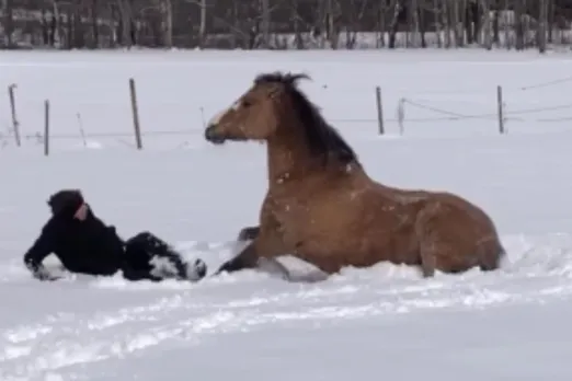 Viral Animal Video