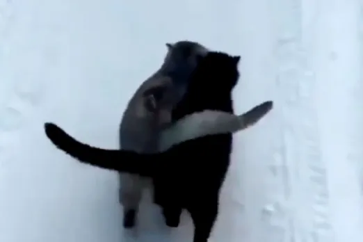 Viral Animal Video