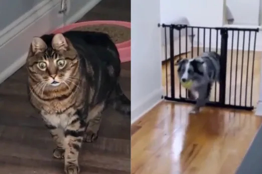 Animal Viral Video