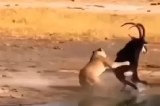 Animal Viral Video