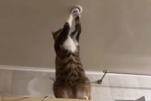 Animal Viral Video