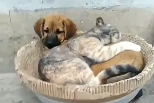 Animal Viral Video