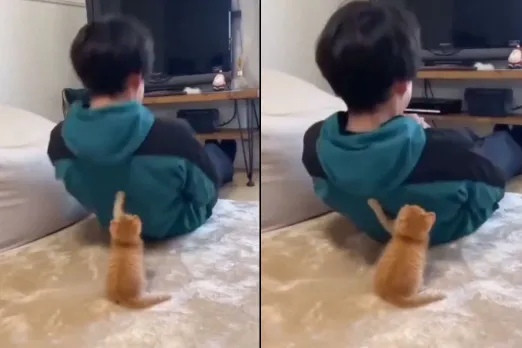Animal Viral Video