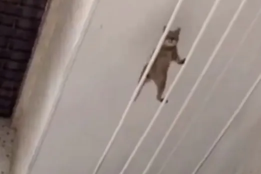 Animal Viral Video