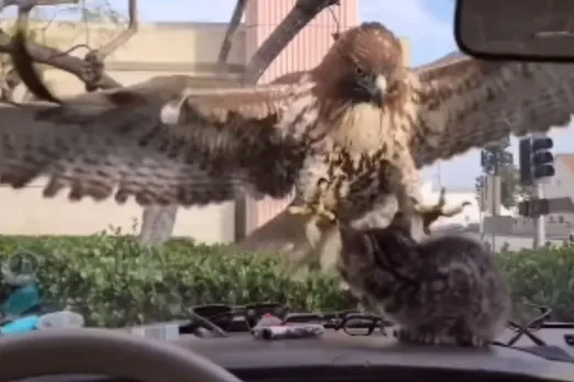 Animal Viral Video