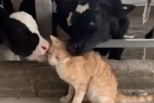 Animal Viral Video