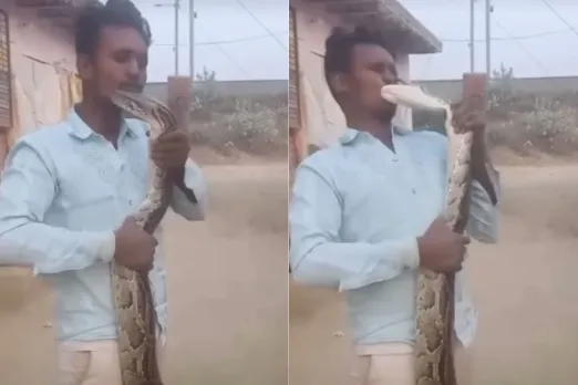 Animal Viral Video