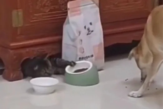 Animal Viral Video