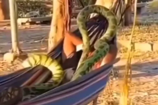 Animal Viral Video