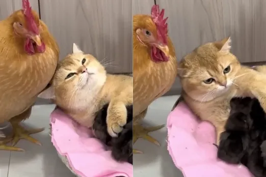 Animal Viral Video