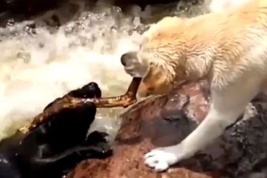 Animal Viral Video