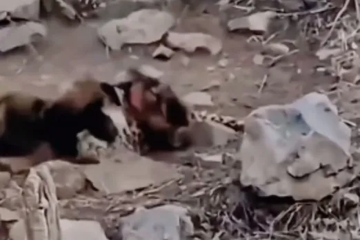 Animal Viral Video