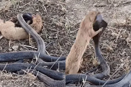 Animal Viral Video