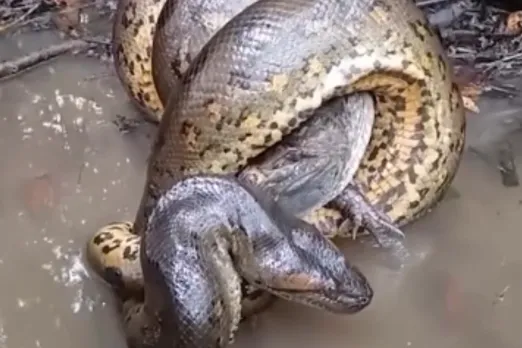 Animal Viral Video