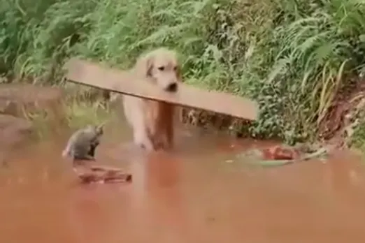Animal Viral Video