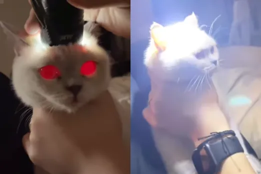 Animal Viral Video