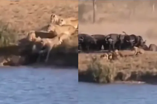 Animal Viral Video