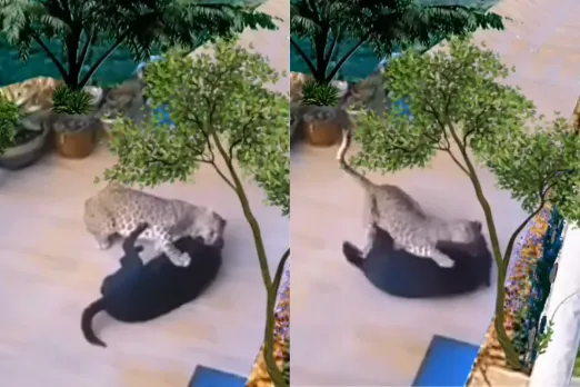 Animal Video