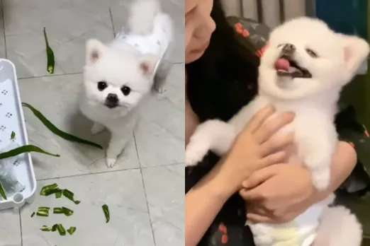 Animal Video