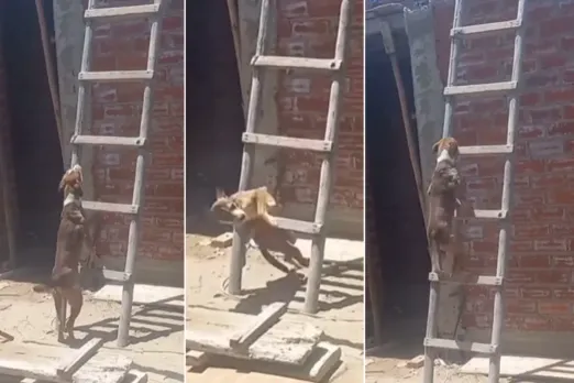 Animal Video