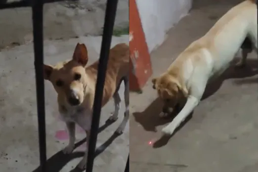 Animal Video
