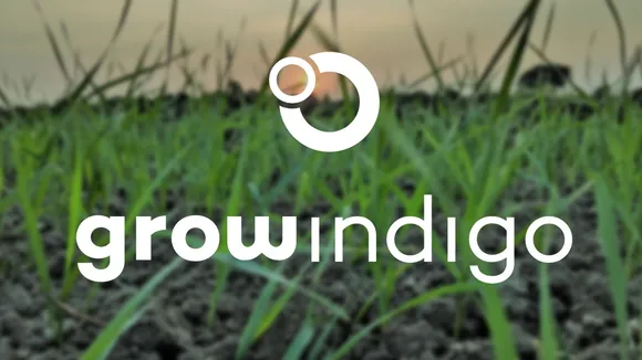 grow indigo image