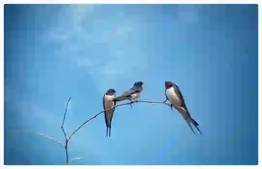 Swallow Bird In Hindi : विलक्षण पक्षी अबाबील का घोंसला भी विलक्षण