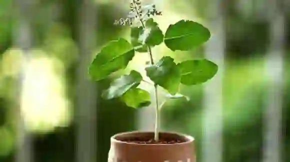 Tulsi Plant: तुलसी का पौधा घर पर लगाने के 5 बड़े फायदे