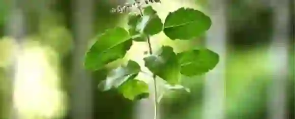 Benefits Of Tulsi: जानिए तुलसी खाने के 5 बड़े फायदे