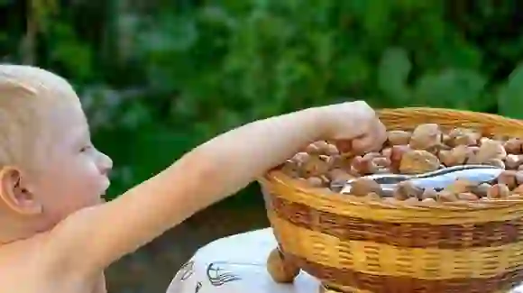 Walnut के हैं हज़ारों फायदे, जानकर आप भी हो जाएंगे हैरान