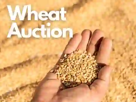 FCI Sells 3.85 LMT Wheat Stock for Rs. 901 Crore in E-Auction