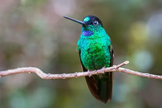 World's largest hummingbird is actually two species