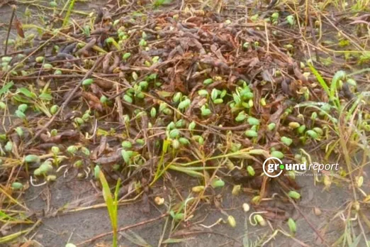 Soybean crop madhya pradesh