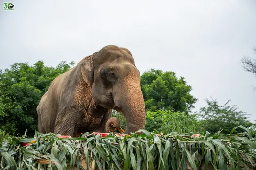 Elephant Bhola marks 14 years of rescue