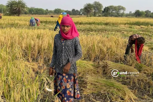 Child labor in Indian agriculture 