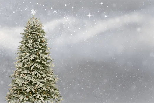 Real vs Fake: The sustainable Christmas tree debate