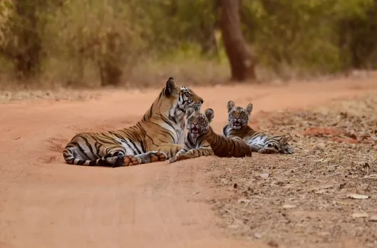 ratapani tiger