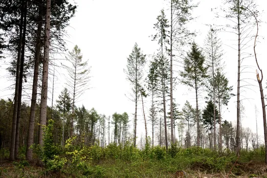 afforestation
