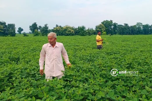 Soybean 1135 Sehore
